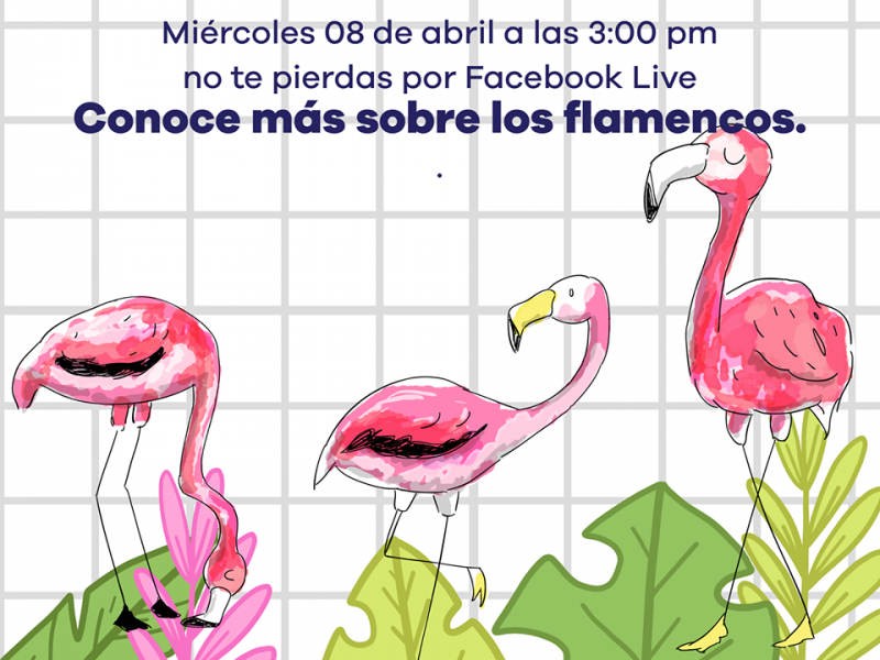 Ofrecerá Zoológico de Morelia charla sobre los flamencos