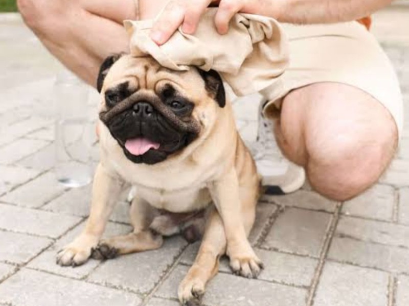 Ola de calor pone en riesgo a mascotas