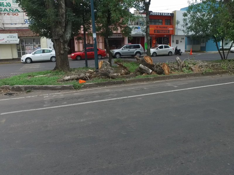 Olvidan restos de árbol caído en Bulevar