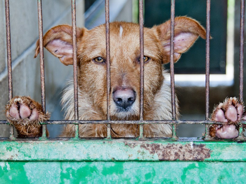 Omisión de cuidados: mascotas entre cadenas y azoteas
