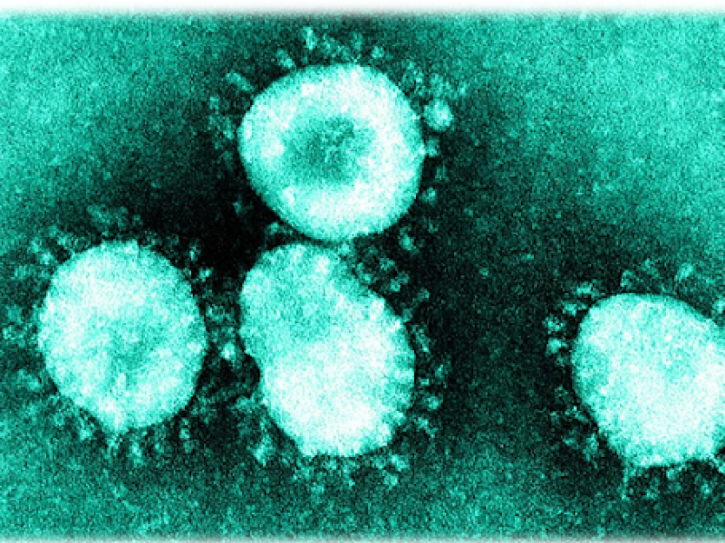 OMS presenta resultados finales sobre orígenes del SARS-COV-2