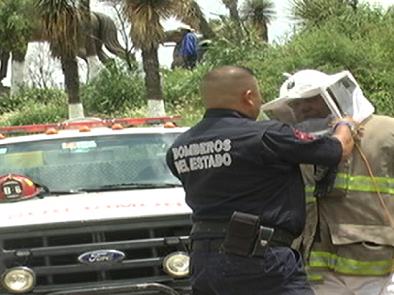 Once hospitalizados por picadura de abeja