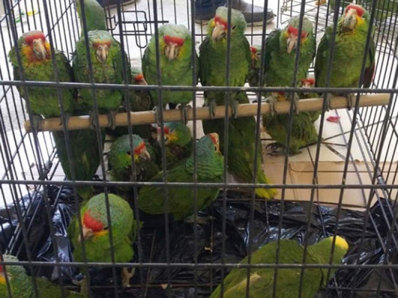 ONG busca crear conciencia para evitar tráfico de aves