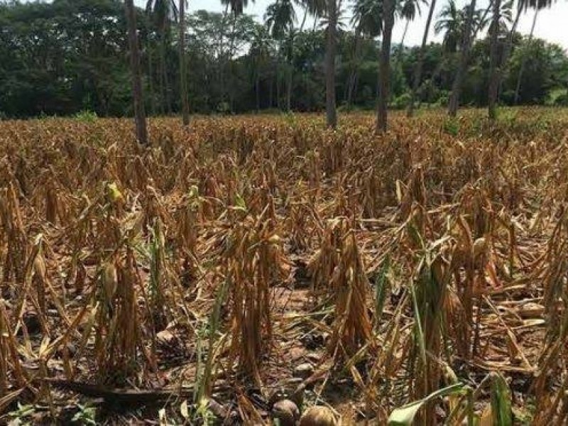 ONU urge ayudar a pequeños agricultores contra cambio climático