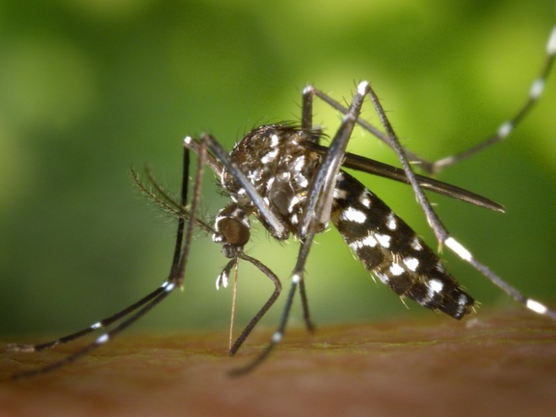 Operativo dengue en marcha en San Miguel de Allende