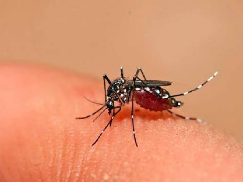 Operativos permanentes contra el dengue