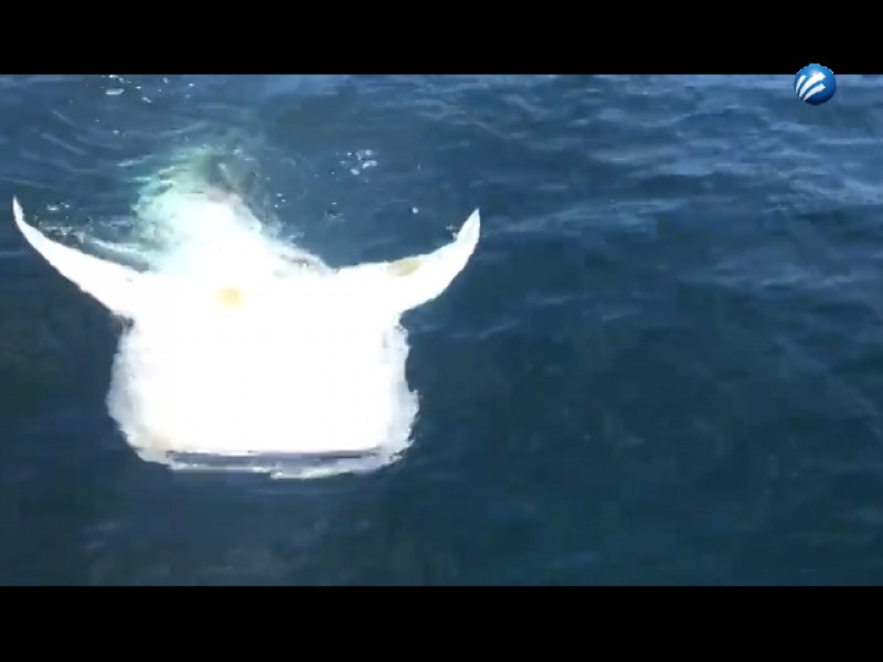 Orca atacó a un Tiburón Ballena