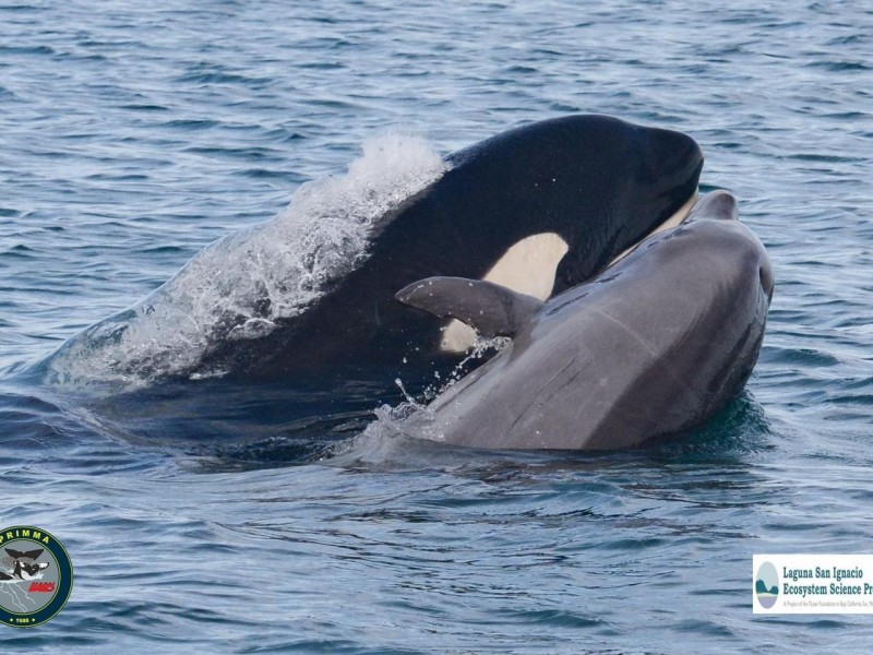 Orcas atacan a delfín en la Laguna San Ignacio