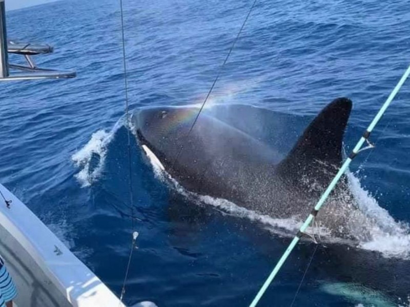 Orcas dan espectáculo a lancheros en Ixtapa-Zihuatanejo