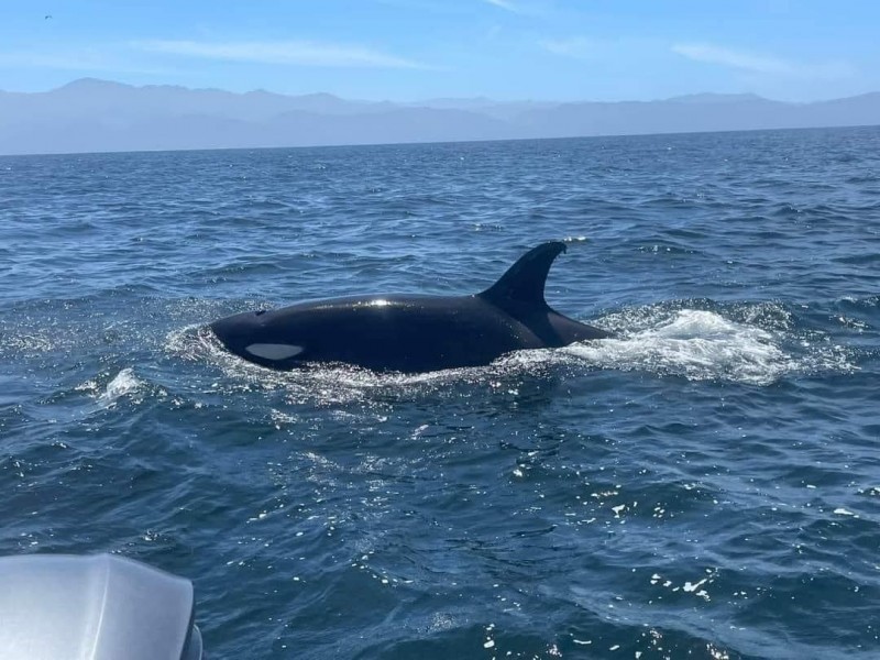 Orcas son fotografiadas en BADEBA