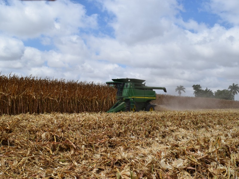 Organizaciones agrícolas advierten comercialización complicada para el maíz