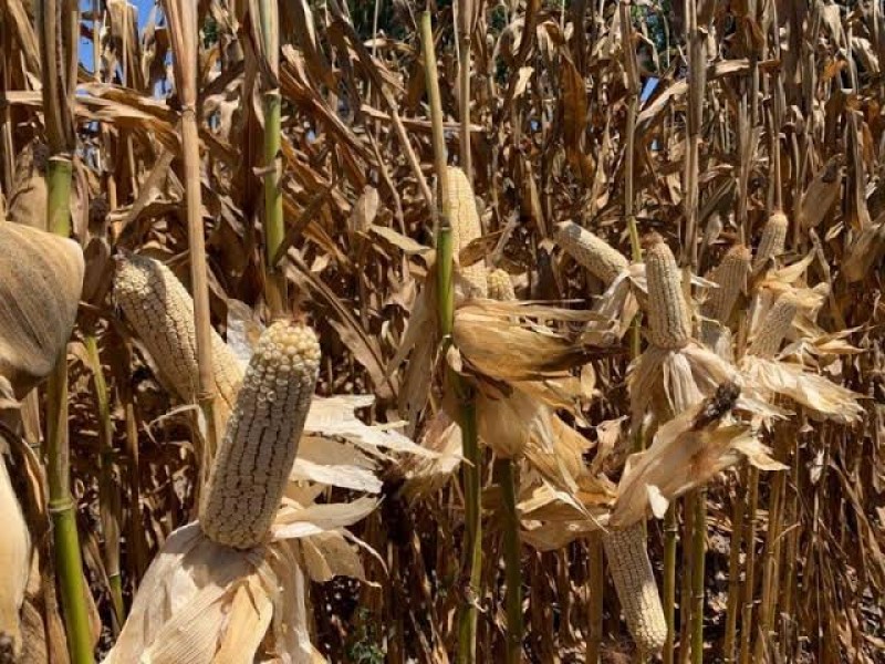 Organizaciones agrícolas exigirán pagos  de la cosecha de maíz