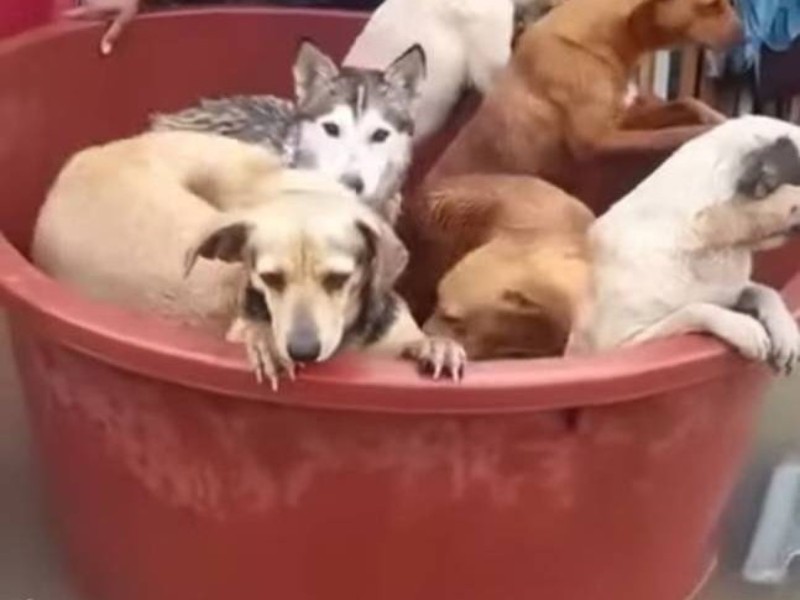 Organizan acopio de ayuda para animales afectados por inundaciones en Poza Rica