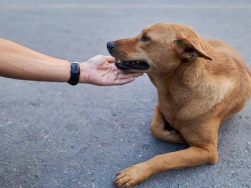 Organizan evento de StandUp para recaudar fondos para ayudar a animales callejeros