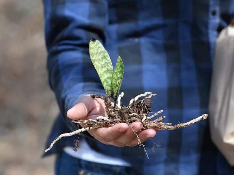 Orquídea invasora atenta contra especies del Cañón del Sumidero