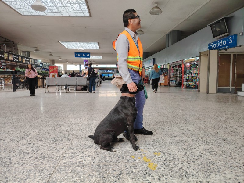 Oso, el lomito que cuida la Terminal de Toluca