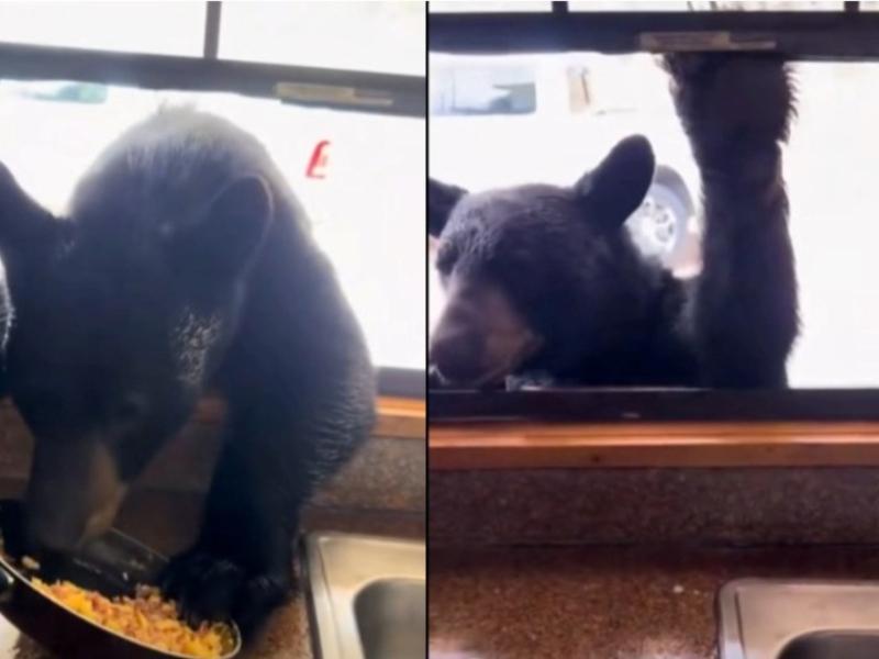 Oso negro llega a cabaña en Coahuila para pedir comida (VIDEO)
