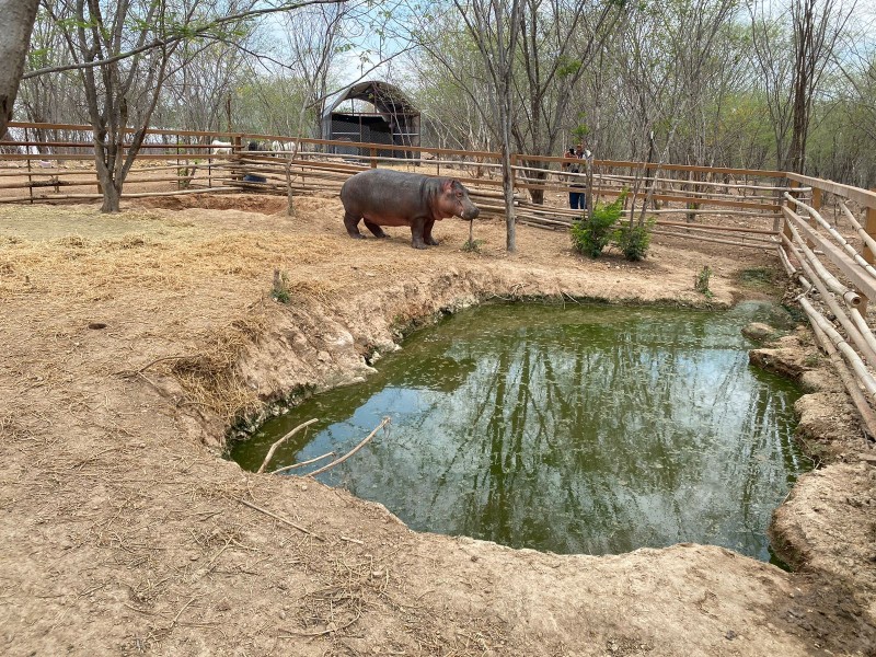 Ostok traerá a Culiacán hipopótamos rescatados de Colombia