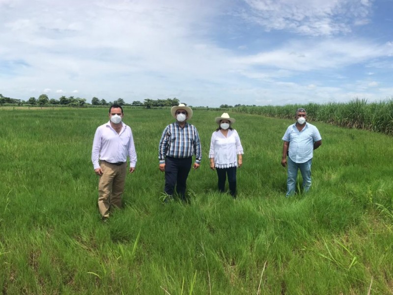 Otorgan subsidio para la compra de semilla de arroz