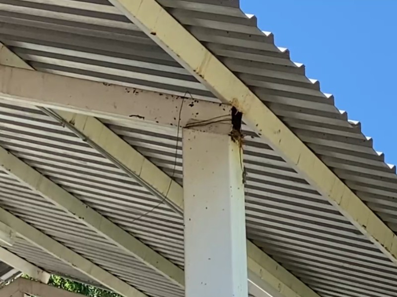 Otra escuela con problemas de abejas, ya son al menos 2