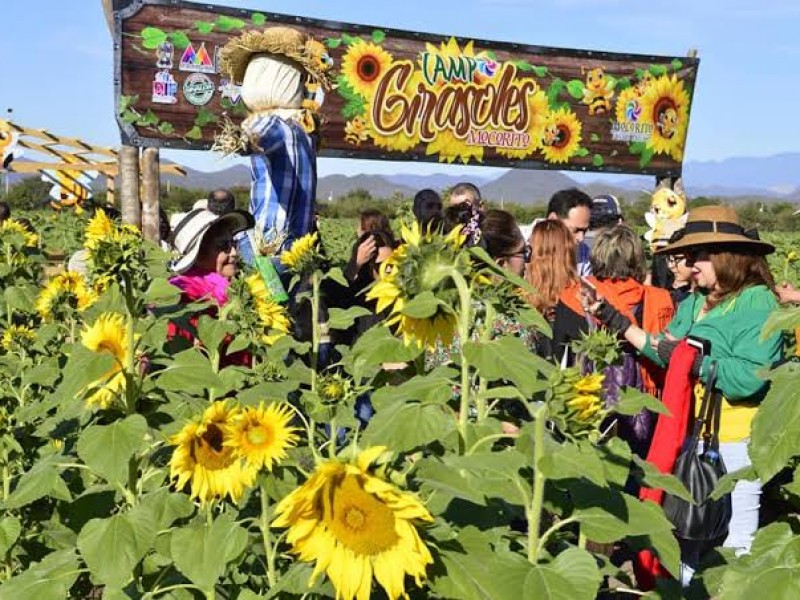 Otra vez hay campo de girasoles en Mocorito