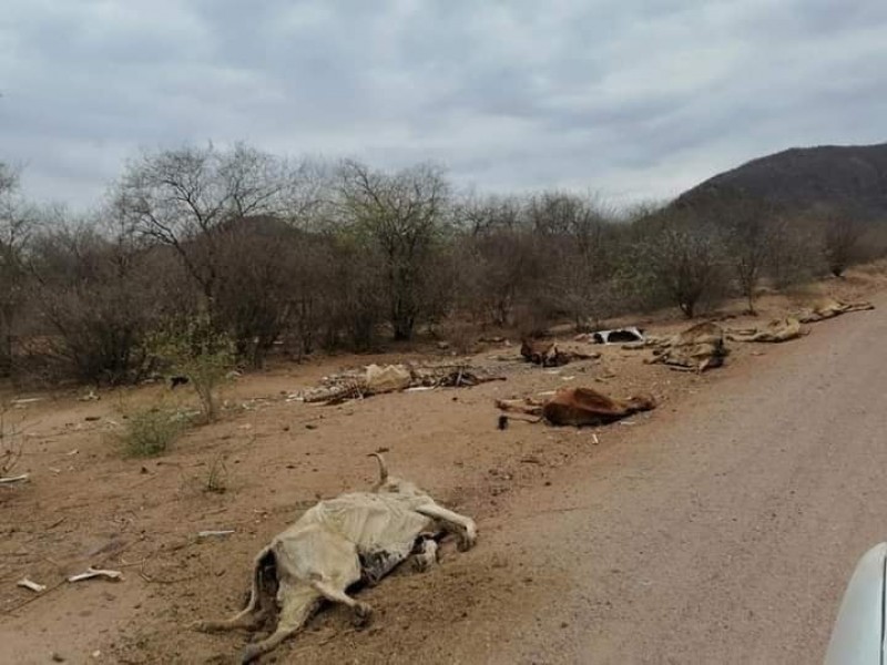 ¡Otra vez! surge la lucha por el agua en Sonora