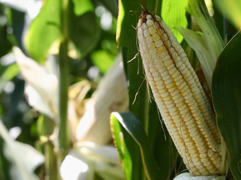 ¡Otro golpe al campo! Presupuesto 2026 es insuficiente