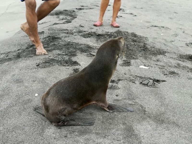 Otro lobo marino fue localizado en costas chiapanecas