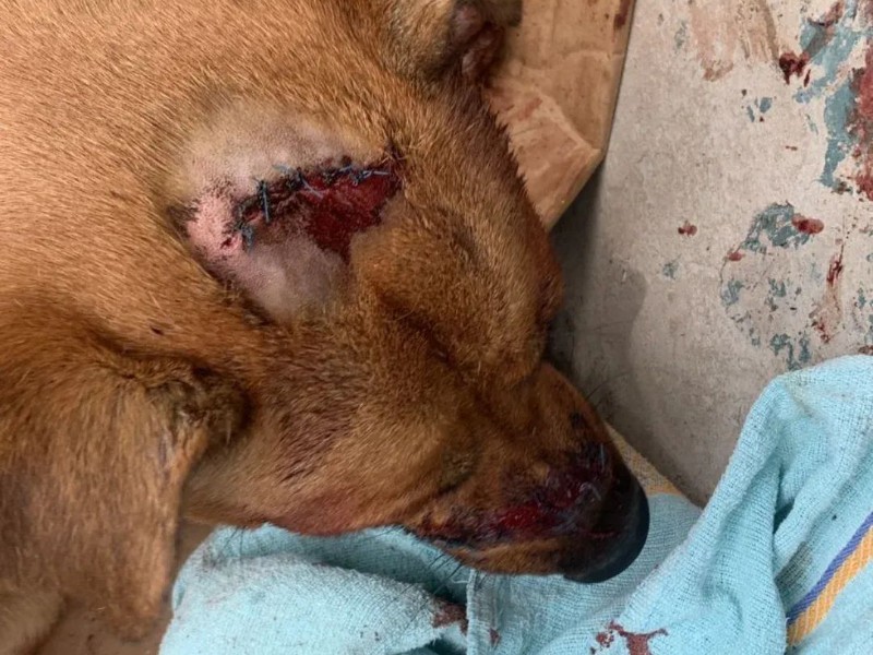 Otro perrito es atacado a machetazos, ahora en la Aquiles Serdán