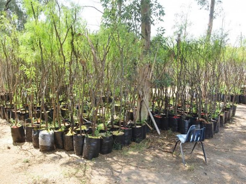 Padece Torreón de áreas verdes y cultura de ambiental