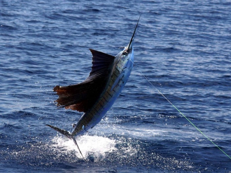 Padrón de pescadores Bienpesca debe actualizarse