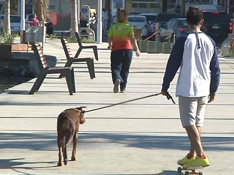 Pagarás 1600 de multa, por tu perro.