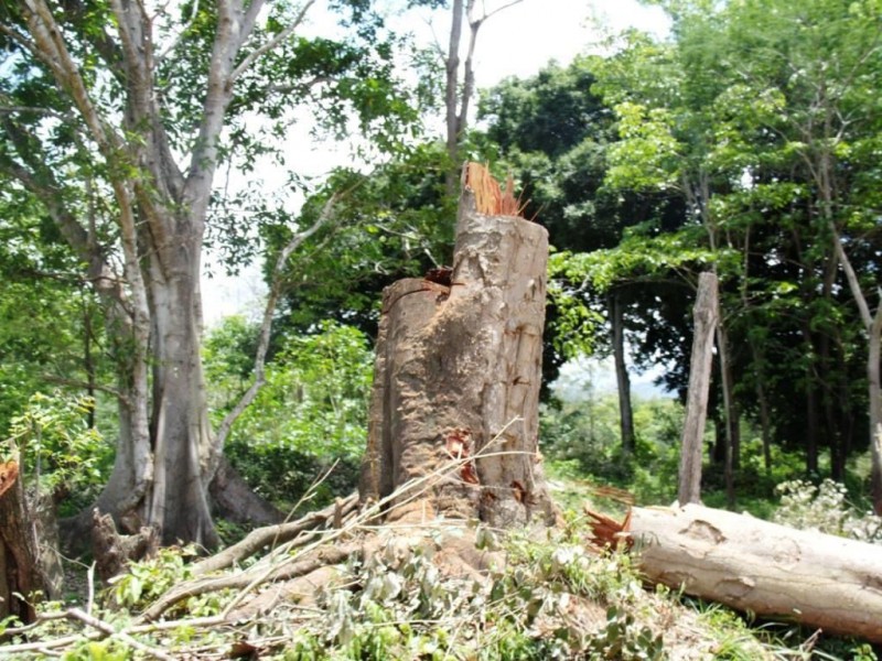 Pago de Servicios Ambientales no llega a Sierra de Zihuatanejo