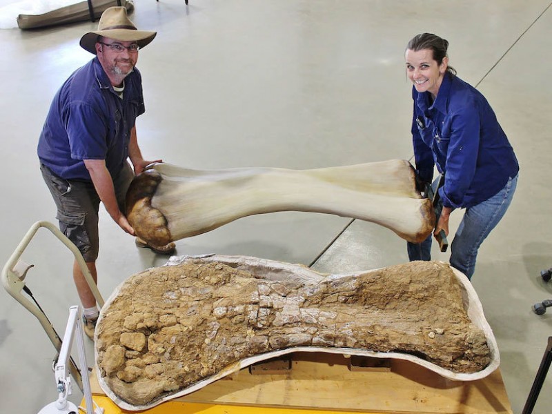 Paleontólogos descubren los restos del dinosaurio más grande de Australia
