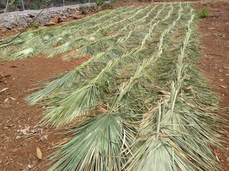 Palma de llano; recurso maderable sobreexplotado