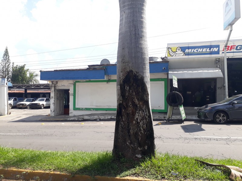 Palmera a punto de caer en Avenida Jacarandas