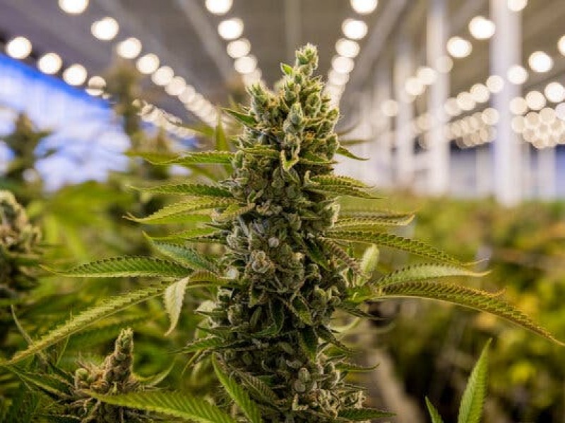 Panamá aprueba uso medicinal del cannabis