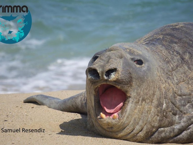 Panchito desaparece de la playa de San Pancho