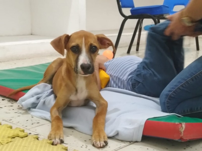 Panchito pasó de ser perro abandonado a perro de terapia