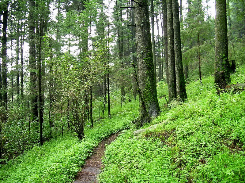 Pandemia dejó a Nayarit sin trabajos de protección forestal