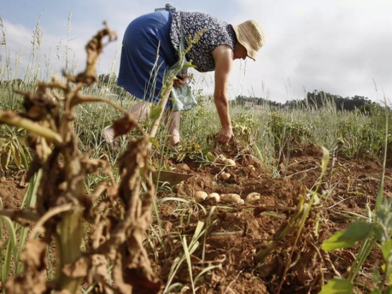 Pandemia estancó toneladas de cultivos en la región