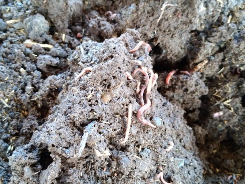 Para disminuir costos, agricultores cambian agroquímicos por lombricomposta 