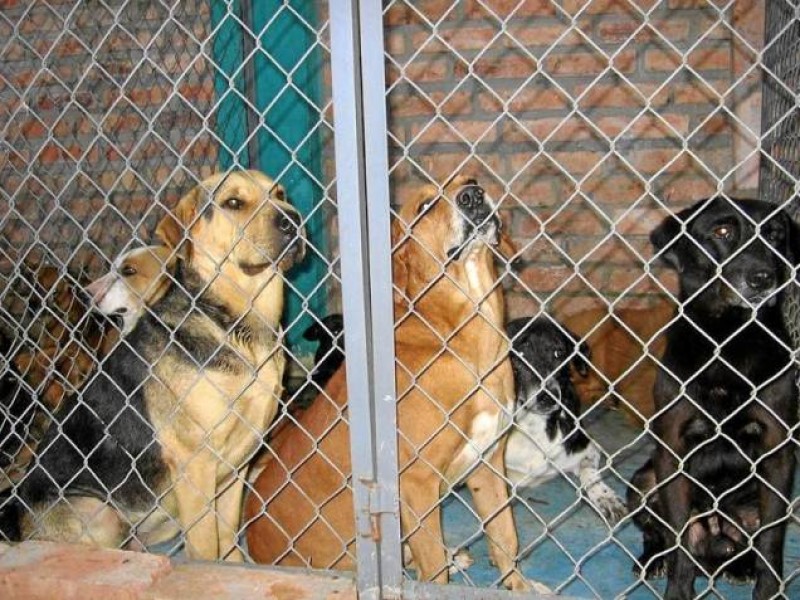 Para erradicar proliferación de garrapatas capturan perros callejeros