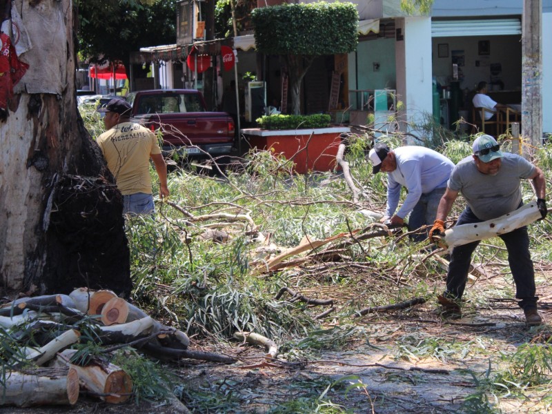 Para evitar riesgos, derriban árbol de gran tamaño en Zamora