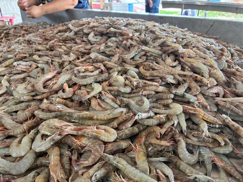 Paredones arranca temporada de camarón con capturas de hasta 60 kilos
