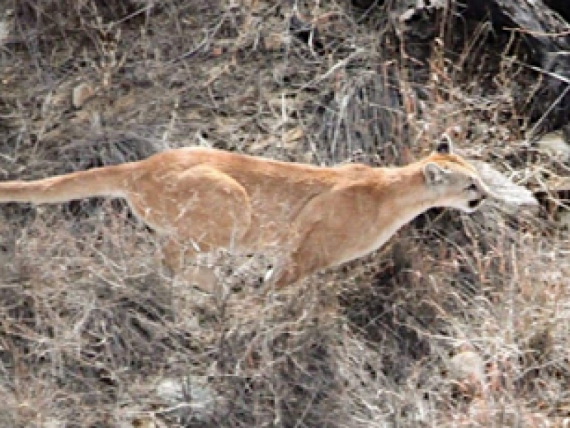 Pareja de leones de montaña avistados en Tucson