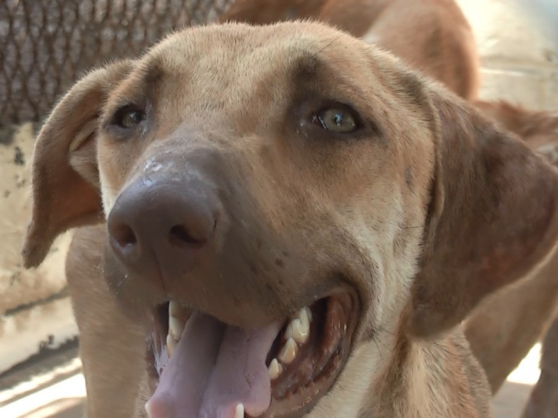 Parque Canino ya tiene lugar