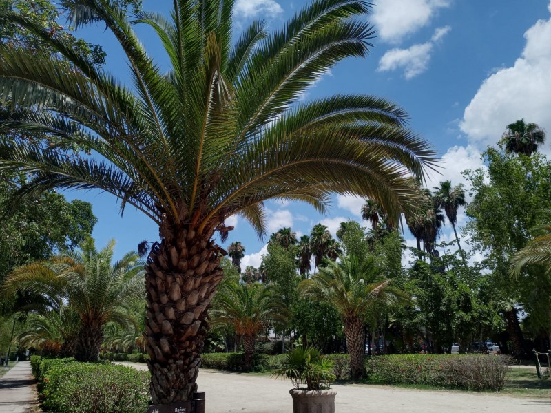 Parque Sinaloa se enverdece con primeras lluvias de la temporada