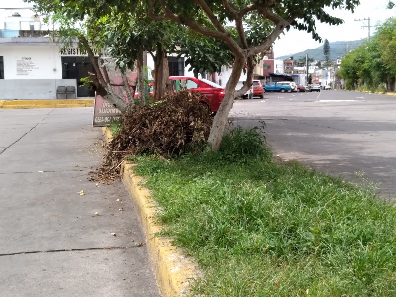 Parque y Jardines dejan trabajos a medias: Vecinos