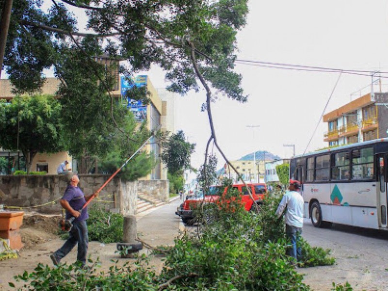 Parques y Jardines no puede talar árboles